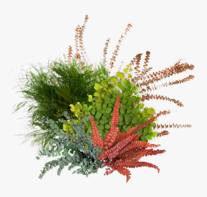 Hotspot Image - Caesalpinia, HD Png Download, Free Download