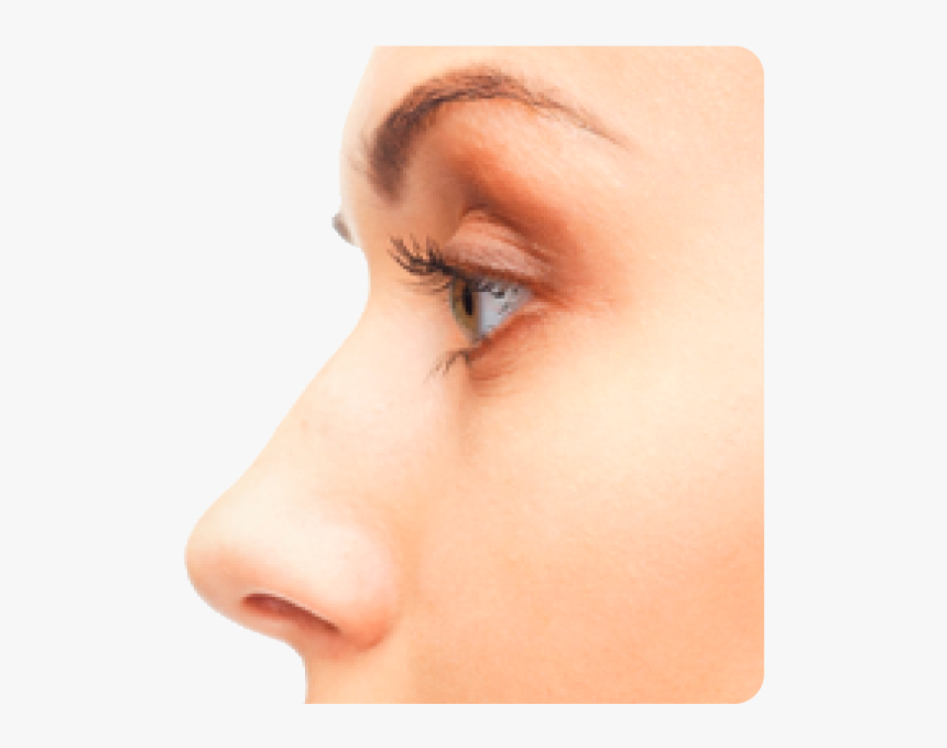 Nose Png Transparent - Nose Png Hd, Png Download, Free Download