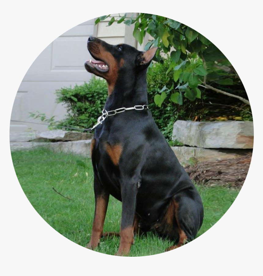 Dobermann, HD Png Download, Free Download