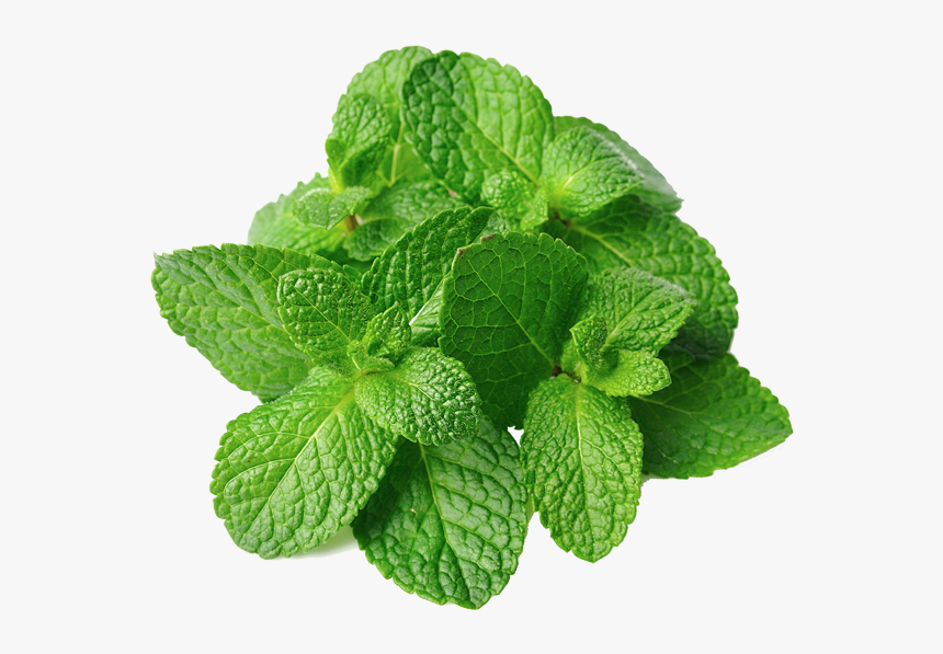 Mint Leaves Png - Pudina, Transparent Png, Free Download