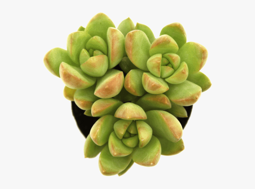 Sedum "golden Glow""
 Class= - Succulent Top View Png, Transparent Png, Free Download