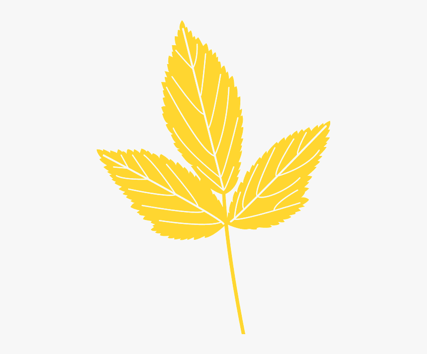 Maple Leaf, HD Png Download, Free Download