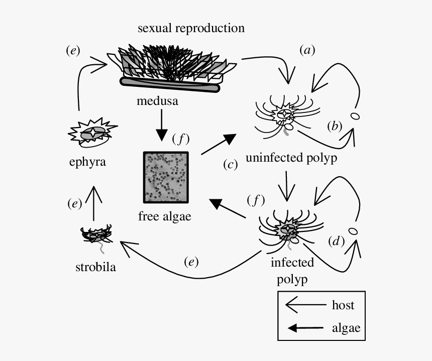 Cassiopea Jellyfish Life Cycle, HD Png Download, Free Download