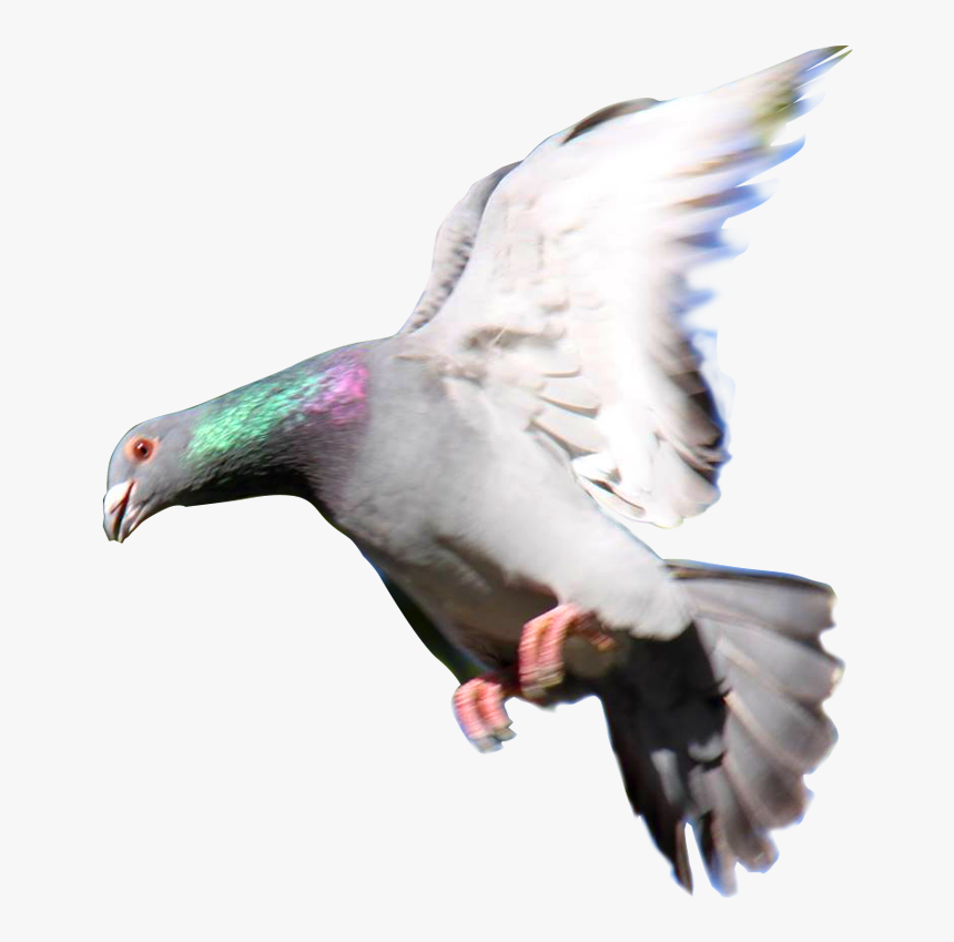 Palomas Mensajeras Png , Png Download - Palomas Png, Transparent Png, Free Download