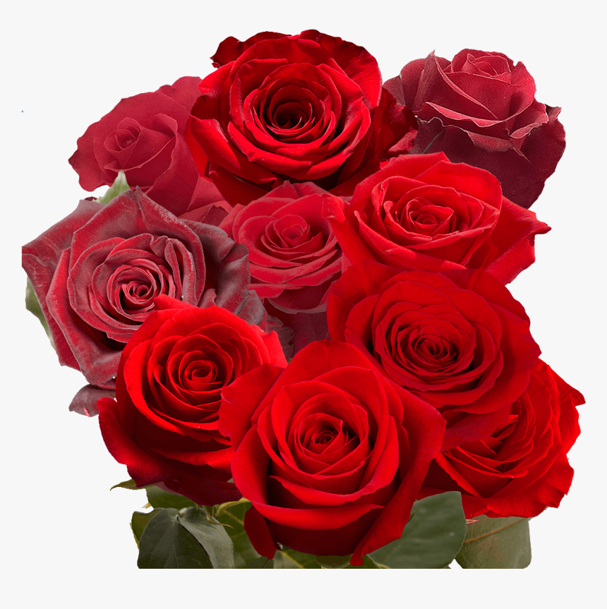 Birthday Roses, HD Png Download, Free Download