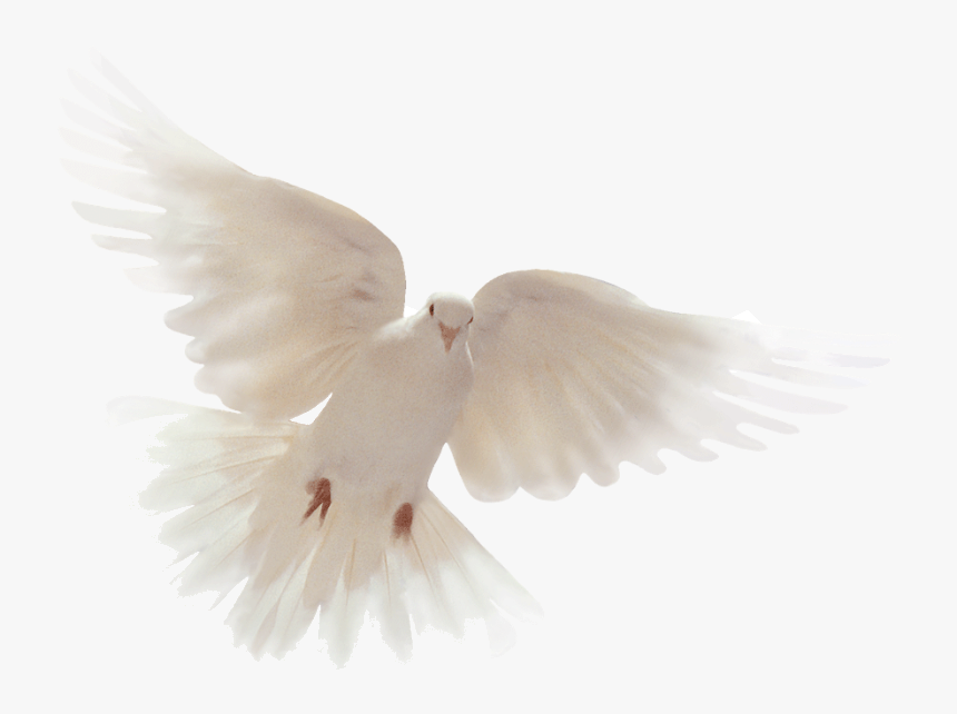 Dove As Holy Spirit, HD Png Download, Free Download