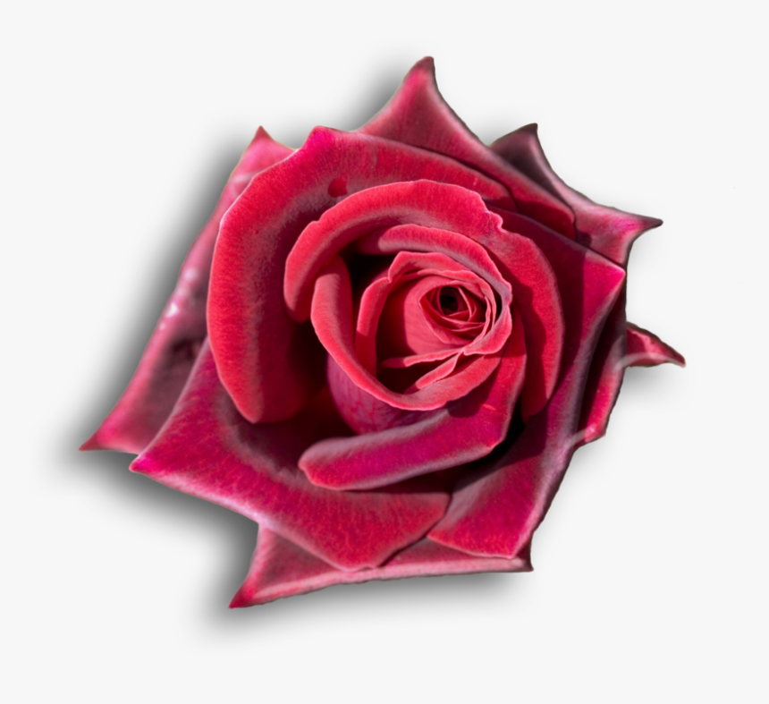 Rojo, Rosas Rojas, Flores, Rosas Hermosas, Girasoles, - Deep Red Rose, HD Png Download, Free Download