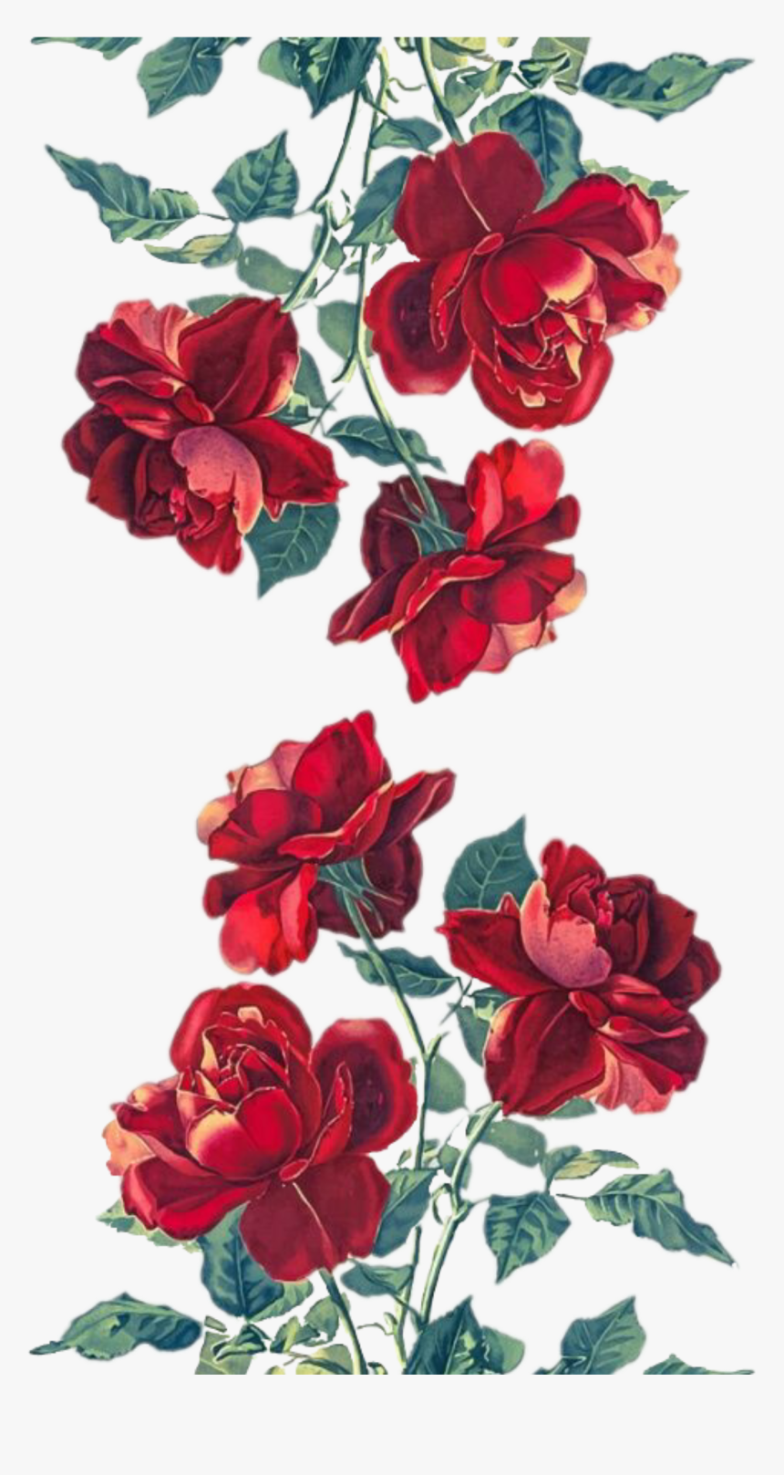 #stickers #rosas #rojas - Red Roses Artwork, HD Png Download, Free Download