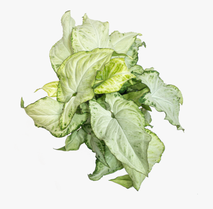 Syngonium Care - Spinach, HD Png Download, Free Download