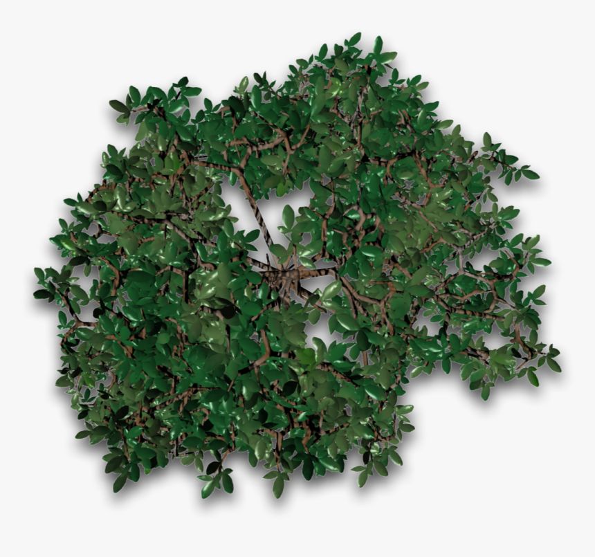 Transparent Tree Vines Png - Sageretia Theezans, Png Download, Free Download