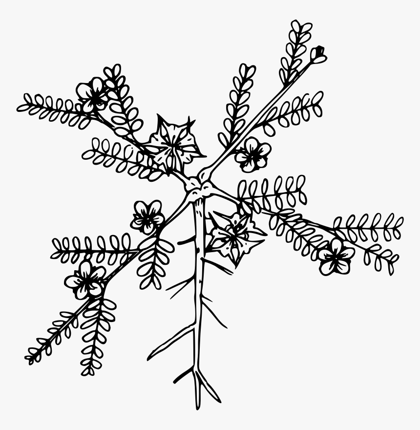 Puncture Vine - Puncturevine Drawing, HD Png Download, Free Download