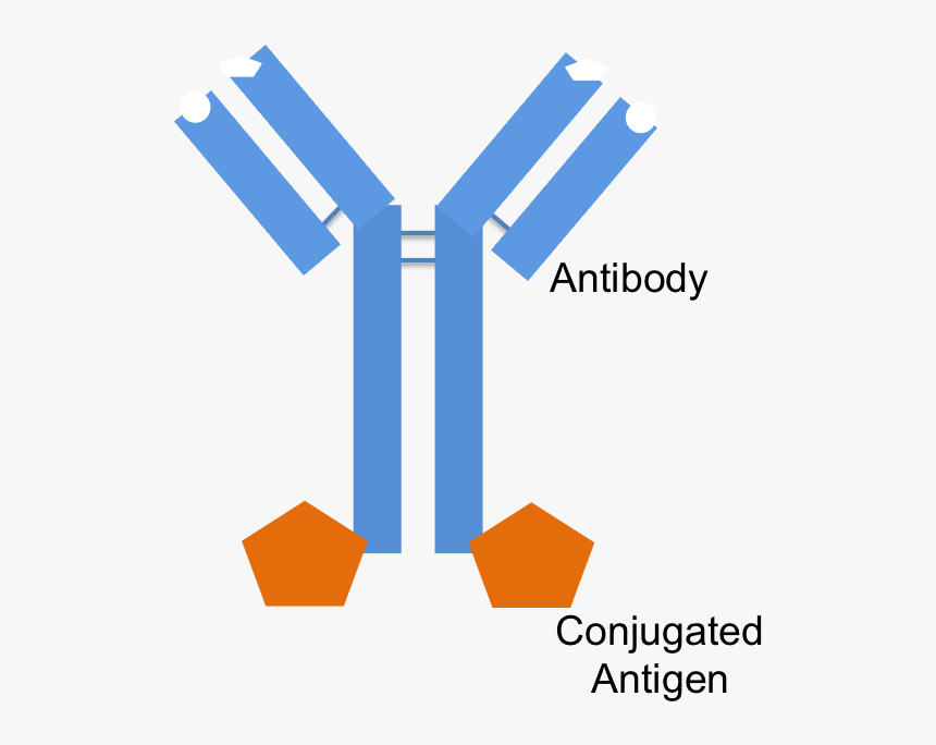 An Antibody With An Antigen Conjugated To The Fc Portion - Antigens Binding To Antibodies, HD Png Download, Free Download