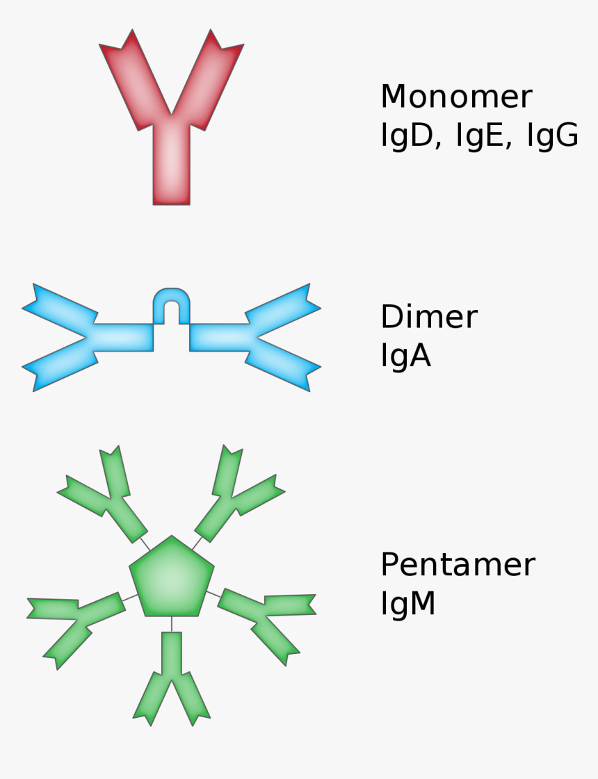 Igm Igd, HD Png Download, Free Download