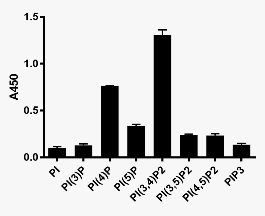 Z-p034, Pip2 Antibody - Autoantibody, HD Png Download, Free Download