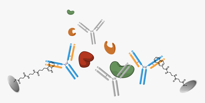 Graphic Design , Png Download - Antibody Nucleotide Binding Site, Transparent Png, Free Download