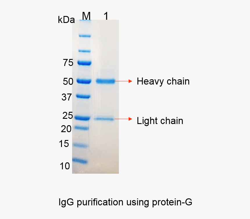 Igg Monoclonal Antibody Gel , Png Download - Podium V2, Transparent Png, Free Download