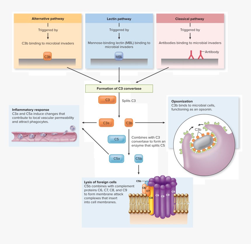 Diagram Innate Immunity, HD Png Download, Free Download