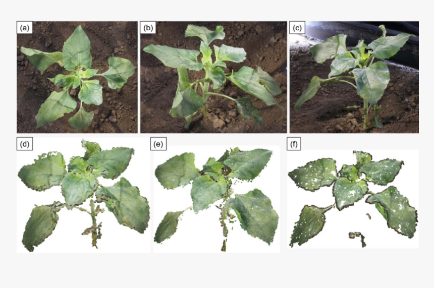 Plant Pathology, HD Png Download, Free Download