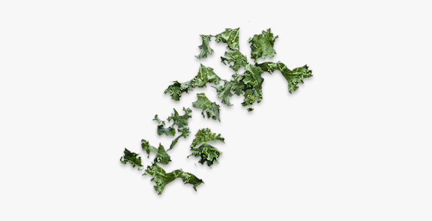 Parsley, HD Png Download, Free Download