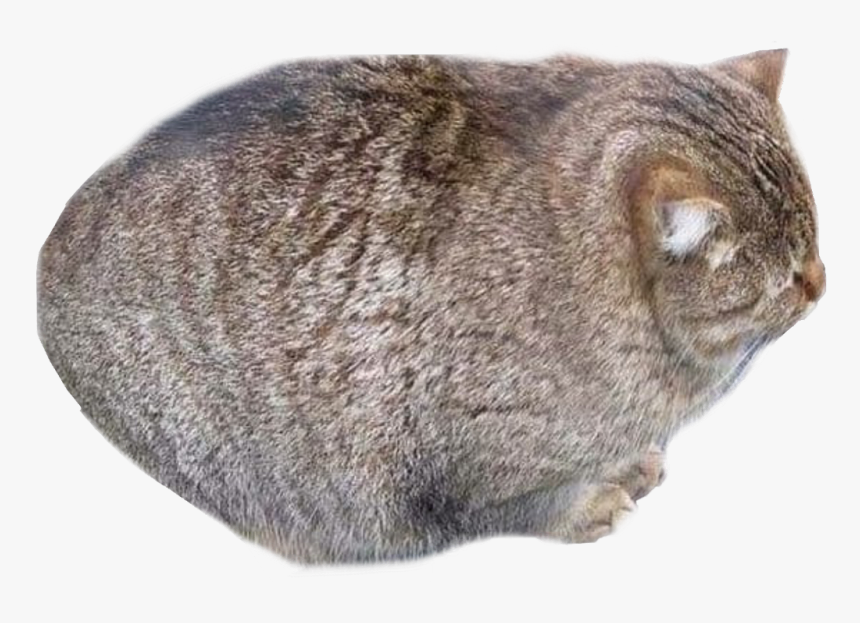 #cats #cat #fat #fatcat #watermelon #watermeloncat - Roundest Cat In The World, HD Png Download, Free Download
