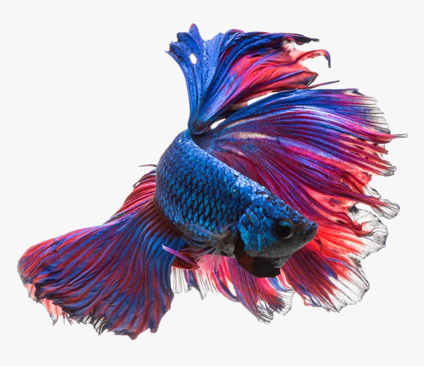 Betta Fish Photo By Visarute Angkatavanich, HD Png Download, Free Download