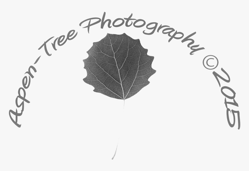 Transparent Aspen Tree Png - Maple Leaf, Png Download, Free Download