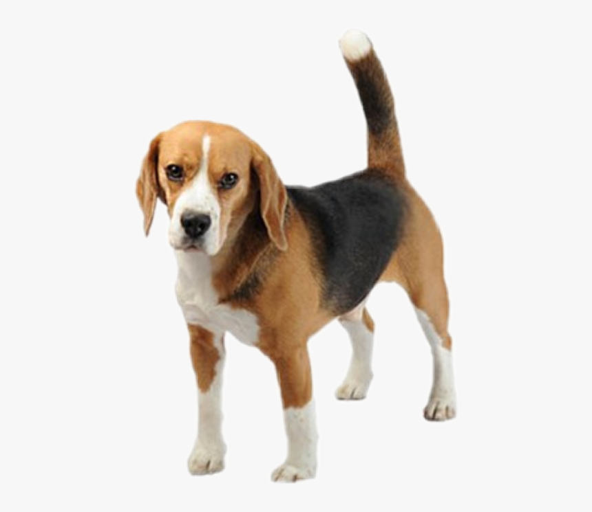 Transparent Background Beagle Png , Png Download - Beagle Png, Png Download, Free Download