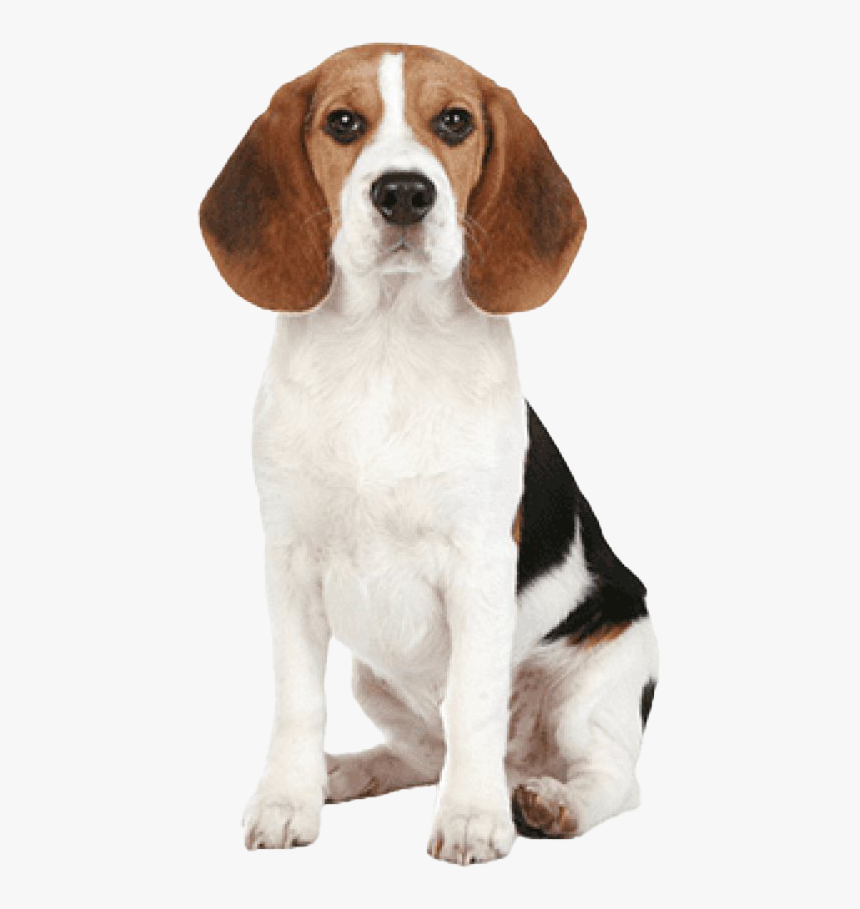 Beagle Dog Png Image - Beagle Dog Nose, Transparent Png, Free Download