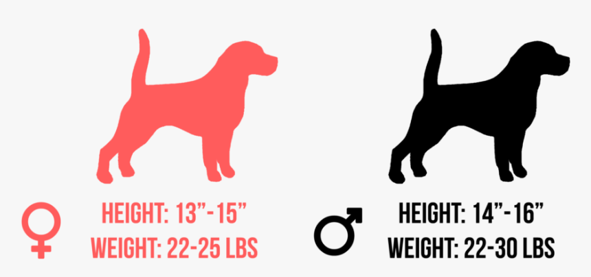 Golden Retrievers Size And Height, HD Png Download, Free Download