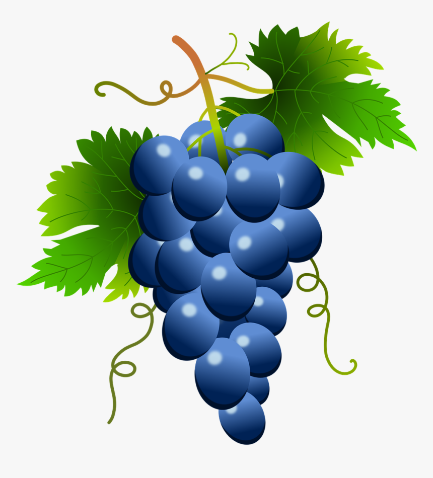 Grape Vector Png White Clipart , Png Download - Blue Grapes Clipart, Transparent Png, Free Download