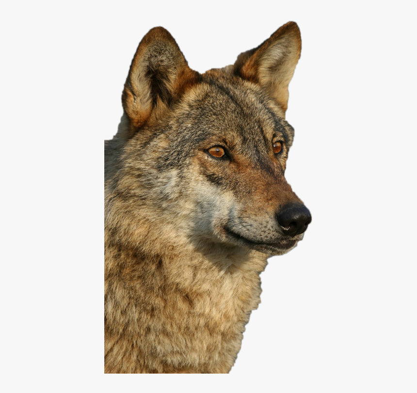 El Lobo Ibérico - Lobo Iberico Png, Transparent Png, Free Download