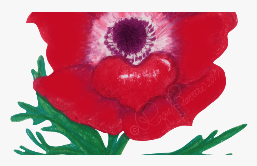 Oriental Poppy , Png Download - Anthurium, Transparent Png, Free Download