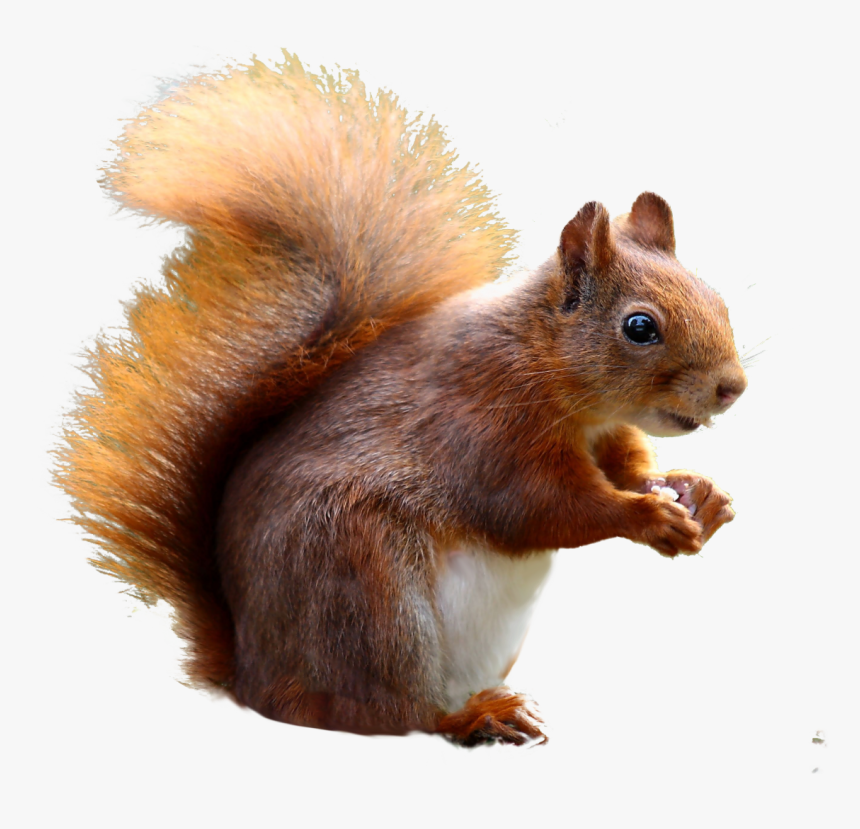 Squirrel Cute Png Image - Squirrel Transparent, Png Download, Free Download