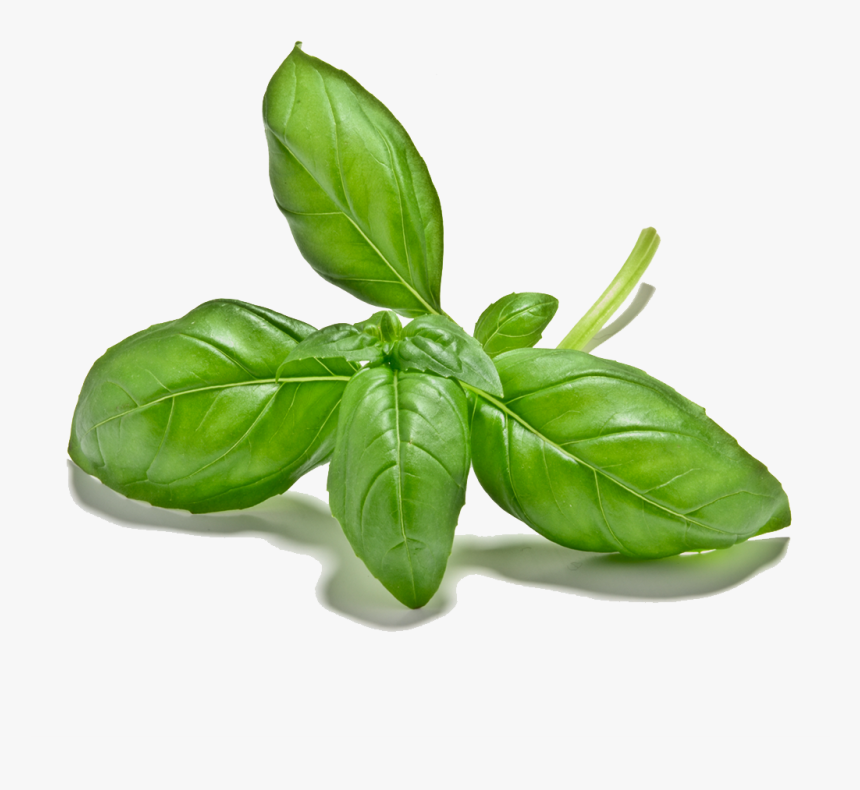 Basil Plant Png - Basil Leaf Cut Out, Transparent Png, Free Download
