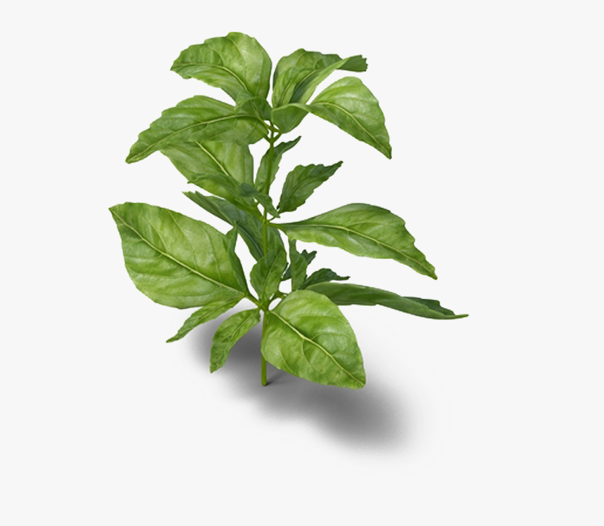 Basil Png , Png Download - Herbs Png, Transparent Png, Free Download