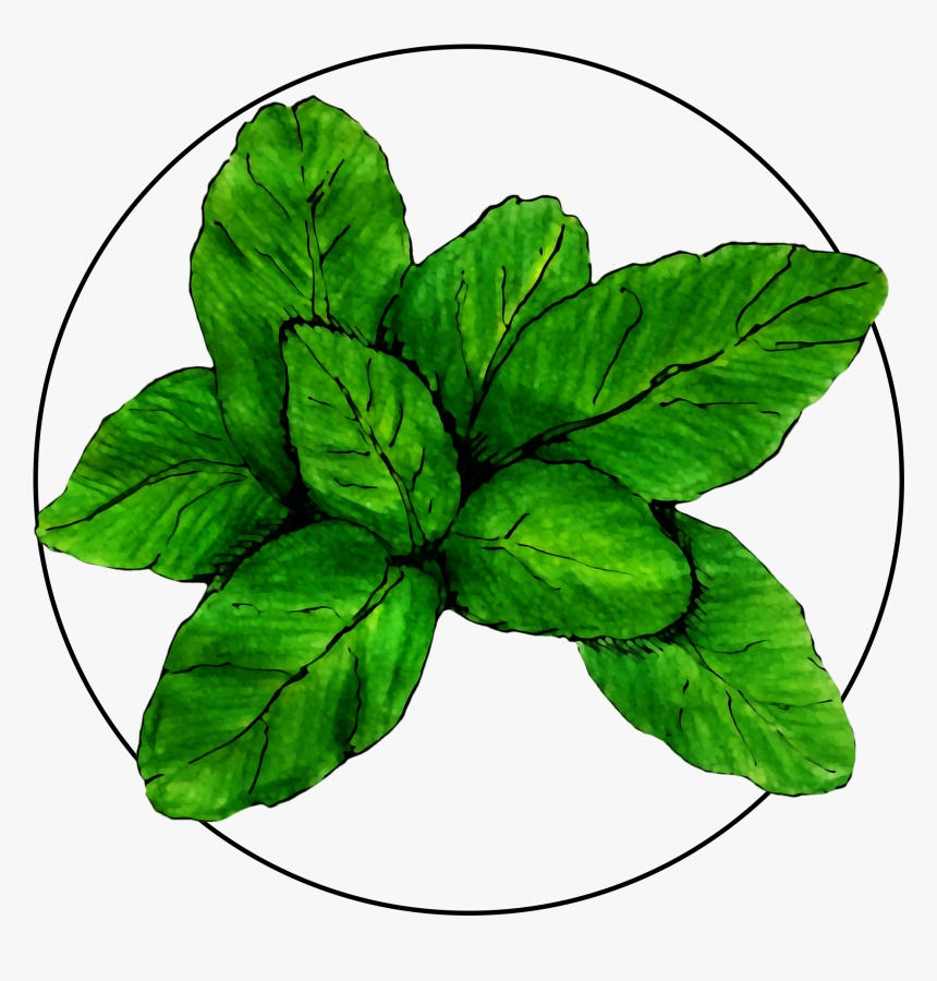 Attribute Motif Basil, HD Png Download, Free Download