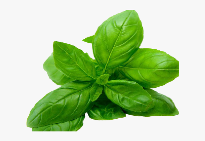 Basil - Transparent Basil Png, Png Download, Free Download