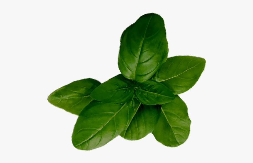 Houseplant, HD Png Download, Free Download