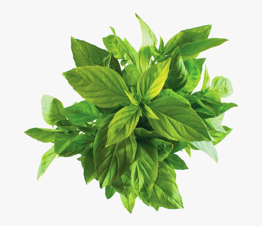 Houseplant, HD Png Download, Free Download