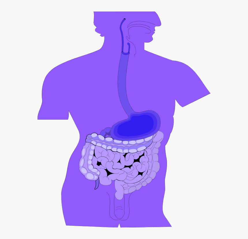 Clipart Of Digestive System - Lower Esophageal Sphincter Achalasia, HD Png Download, Free Download