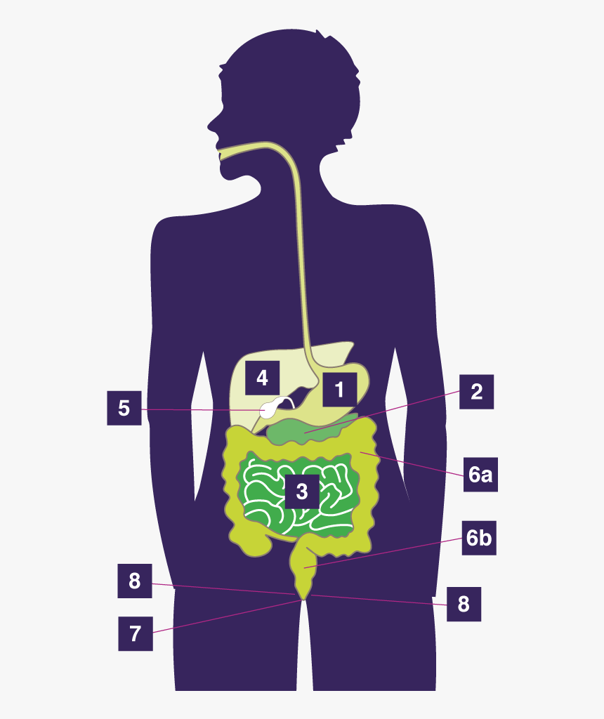 Anatomy Digestive System - Illustration, HD Png Download, Free Download