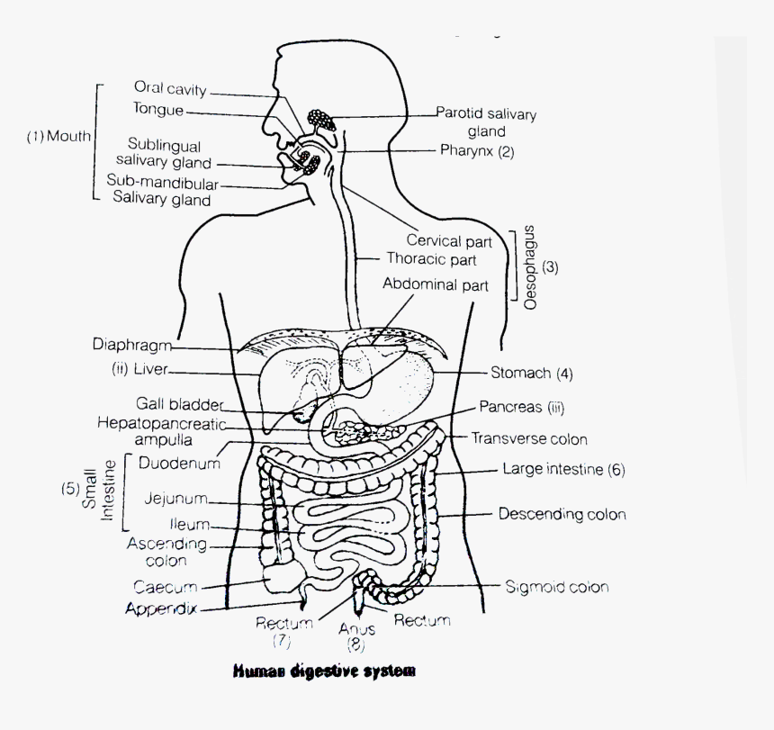 Digestive System Black With Name, HD Png Download, Free Download