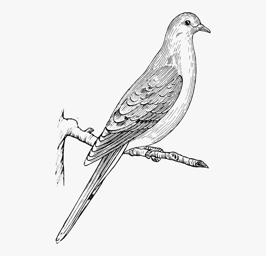 Transparent Dove Clipart Black And White - Mourning Dove Clipart, HD Png Download, Free Download