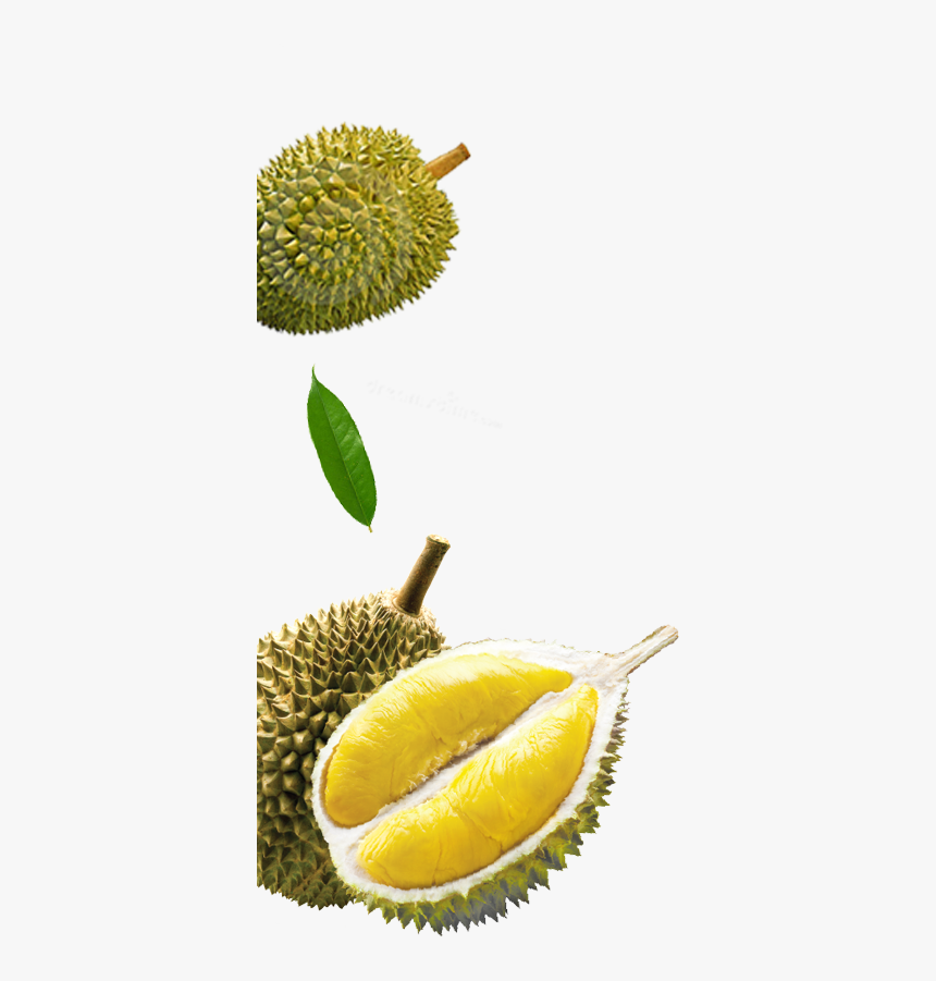 Durian Fruit , Png Download - Transparent Durian Png, Png Download, Free Download