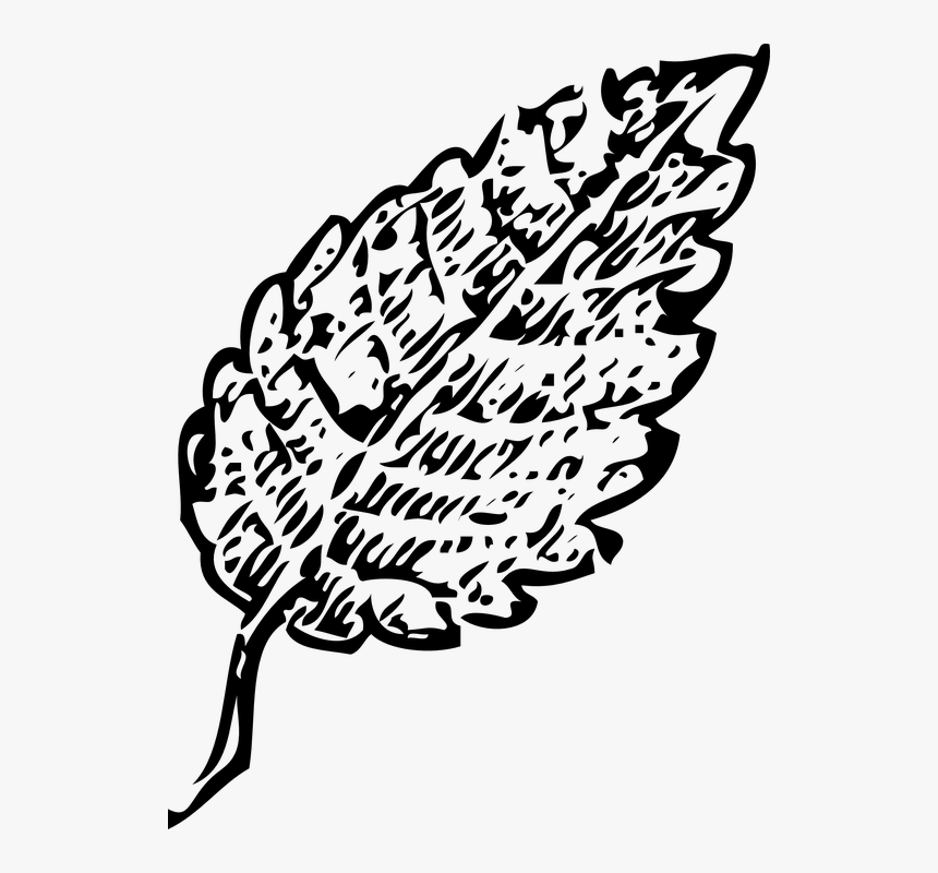 Leaf Outline, HD Png Download, Free Download