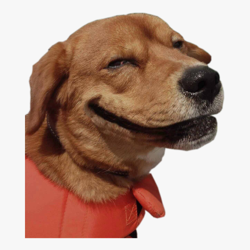 #funny #dog #smile #freetoedit - Funny Dog Png, Transparent Png, Free Download