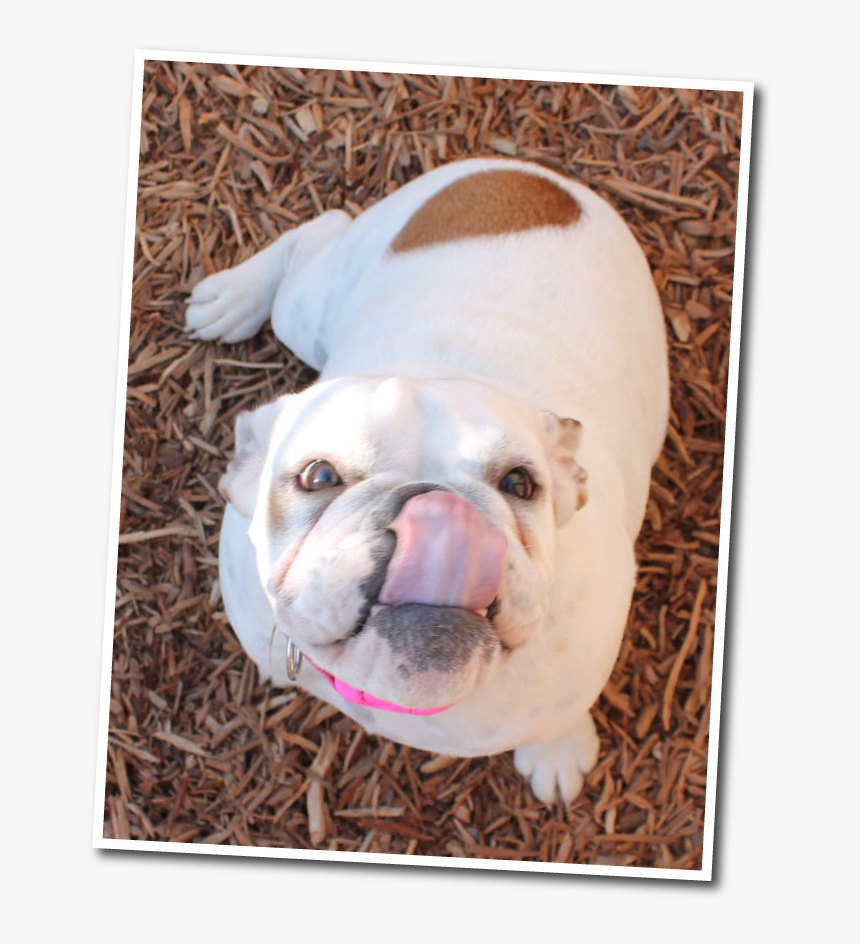 Australian Bulldog, HD Png Download, Free Download