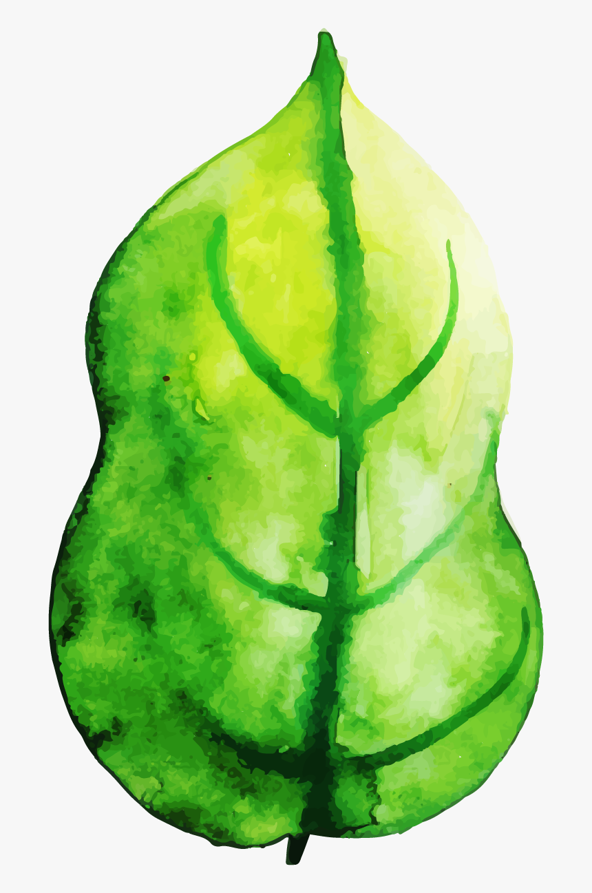 Pear, HD Png Download, Free Download