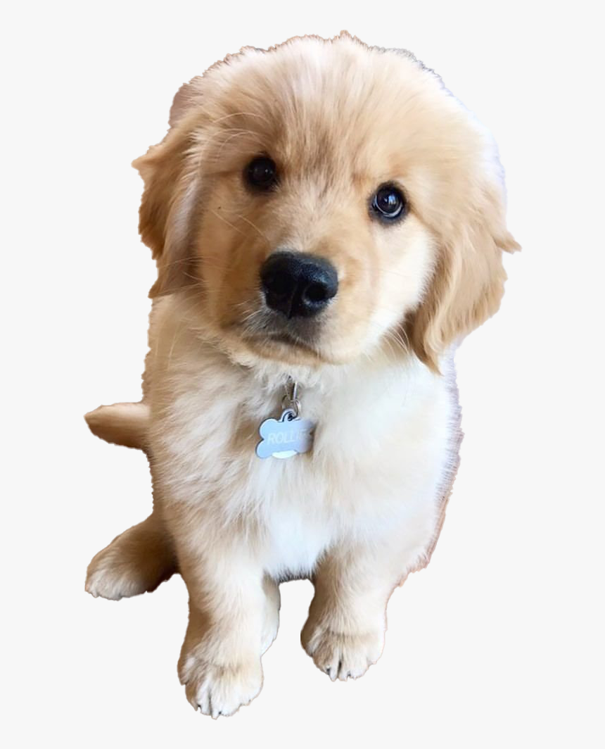 Golden Retriever Puppy Png Clipart - Cute Golden Retriever, Transparent Png, Free Download