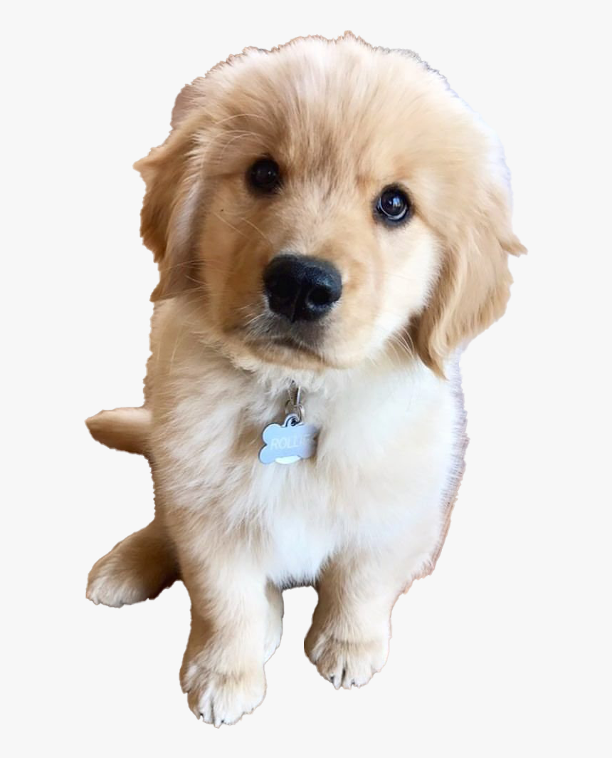 golden retriever puppy png